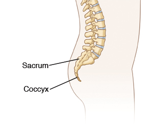 Side view of lower spine showing location of sacrum and coccyx.