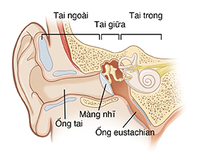 Hình ảnh cho thấy phần cắt ngang của bên ngoài, giữa, và bên trong tai, bao gồm kênh tai, màng nhĩ, và vòi eustachia.