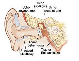 Rysunek pokazujący przekrój ucha zewnętrznego, środkowego i wewnętrznego, obejmujący przewód słuchowy, błonę bębenkową i trąbkę Eustachiusza.