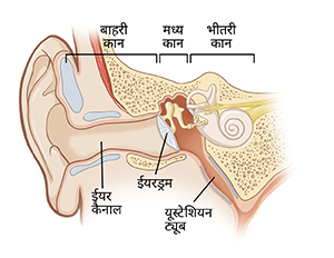 ईयर कैनाल, ईयरड्रम और यूस्टेशियन ट्यूब सहित बाहरी, मध्य और भीतरी कान का क्रॉस-सेक्शन दिखाती हुई छवि।